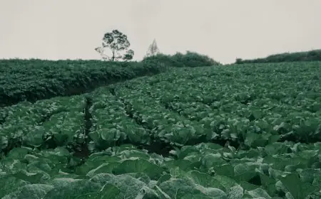 Cuaca Tak Menentu di Awal Tahun, Petani Sayur Malang Mulai Mengeluh Hasil Panen Menurun