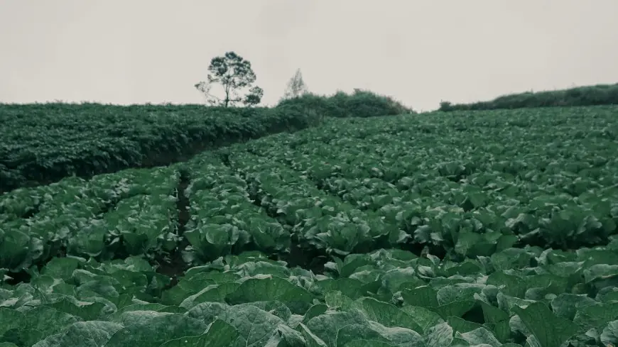 Cuaca Tak Menentu di Awal Tahun, Petani Sayur Malang Mulai Mengeluh Hasil Panen Menurun