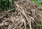 Lahan Tebu di TPA Supit Urang Rusak dan Gagal Panen, DLH Kota Malang Diprotes Pemilik