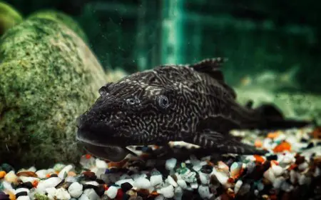 Ikan Sapu-Sapu Membanjiri Sungai Malang: Tanda Air Kian Rusak atau Peluang yang Terlambat Disadari?