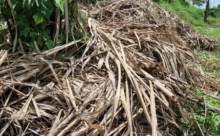 Lahan Tebu di TPA Supit Urang Rusak dan Gagal Panen, DLH Kota Malang Diprotes Pemilik