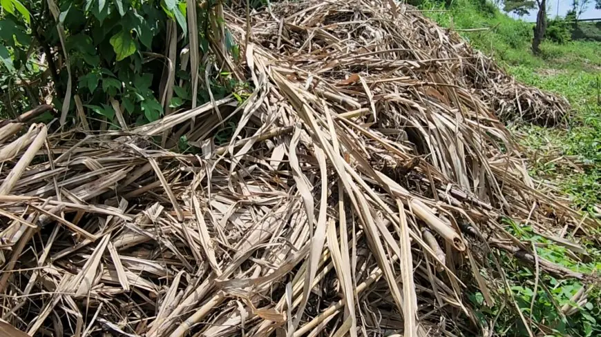 Lahan Tebu di TPA Supit Urang Dirusak dan Gagal Panen, DLH Kota Malang Diprotes Pemilik