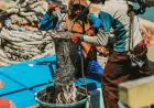 Harga Ikan dan Udang Anjlok, Nelayan Gresik Mengaku Pendapatan Terus Menyusut