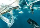 Indonesia Darurat Sampah Plastik, Mengapa Masih Sulit Dikurangi?