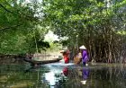 Wisata Hutan Mangrove Surabaya Makin Dikenal, tapi Kesadaran Pengunjung Dinilai Masih Kurang