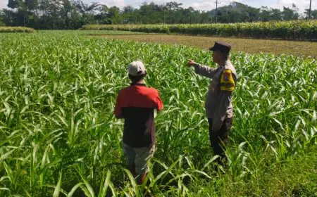 Ketahanan Pangan Tak Cukup Dimulai, Harus Terus Berjalan